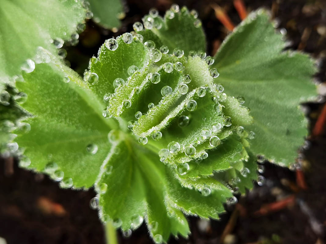 Alchemilla mollis